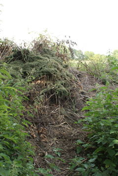 Wildlife heap in summer surrounded by nettles