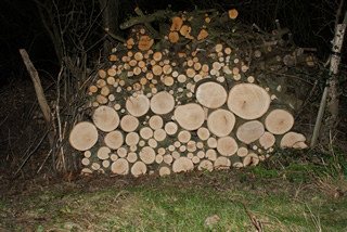 Dry Ash Logs 2012