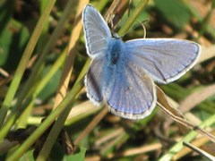 Blue Butterfly