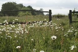 Oxeye Daisies