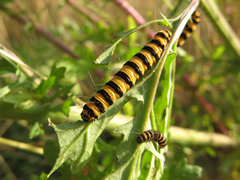 Cinnabar Moth caterpillars