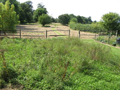 Mown Meadow. Uncut Hedgerow. High Summer.