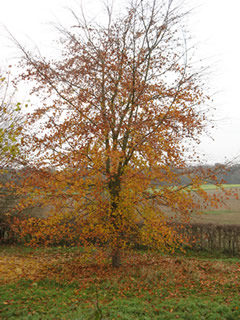 Beech Tree - planted 1995