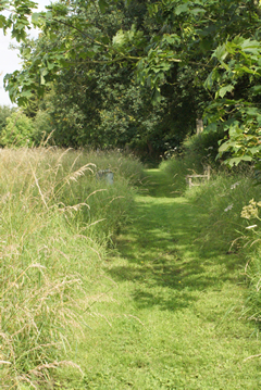 Meadow pathway