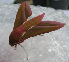 Elephant Hawkmoth