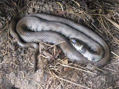 Grass Snake - 2010